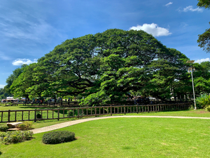 Giant Raintree 2