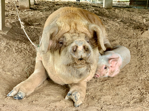 Hello Piggy