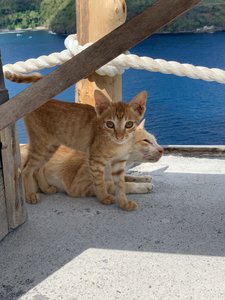 Kitties with a View