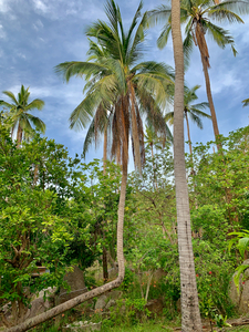 L Palm Tree