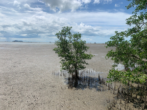 Lonely Tree 3