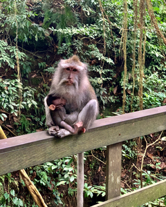 Mama Monkey