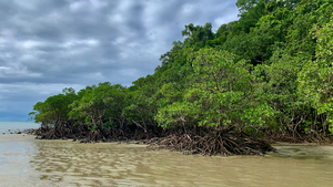 Mangroves