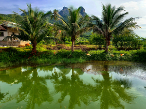 Palm Tree Trio Reflections