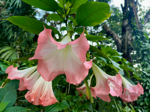 Pink Bell Flowers