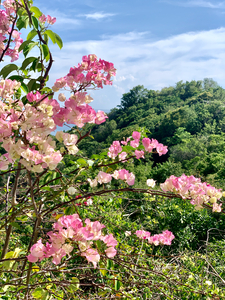 Pretty Pink Flowers