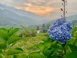 Purple Flowers for Sunset 2
