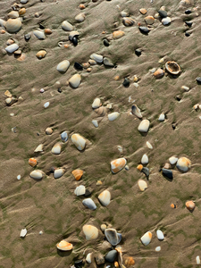 Seashells in the Sand