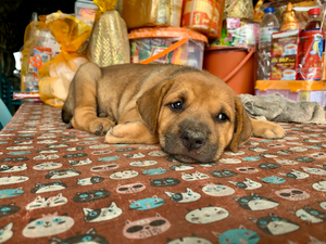 Sleepy Puppy