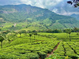 Tea Plantations 2
