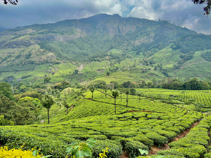 Tea Plantations 3