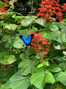 The Blue Butterfly