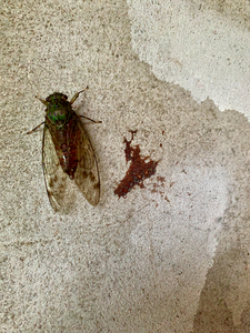 The Fly