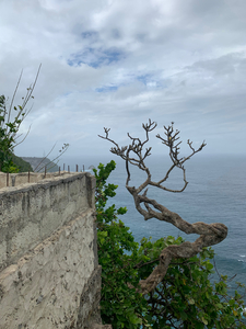 The Tree  The Wall