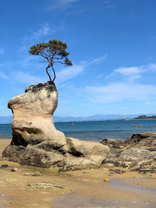 Tree Over The Rock