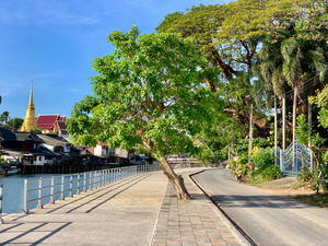 Tree Way Separation