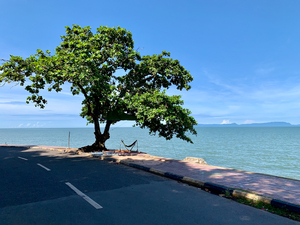 Tree in the Curve