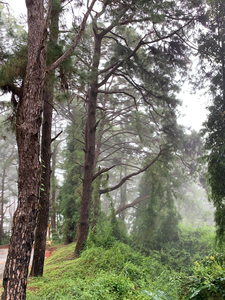 Trees of Mystery