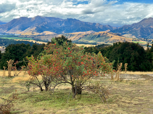 View From Mount Iron New Zealand After a Storm 6.