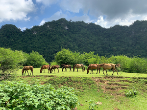 Wild horses