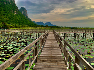 Wooden Walkway