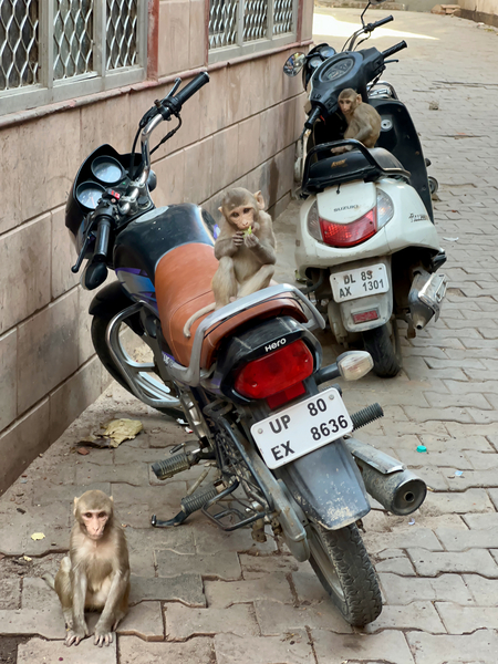 Monkey Bikers Print