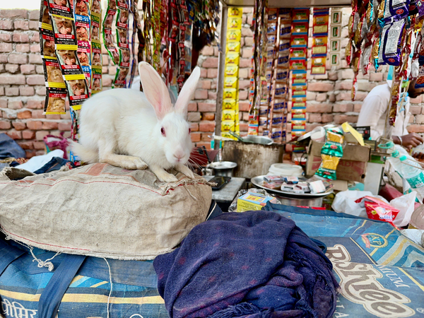 Rabit Magic Print