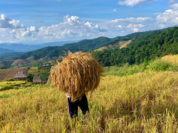 Behind the Rice Print