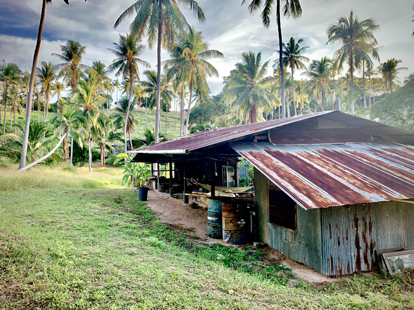 Big Rusty Shack Coconut Print