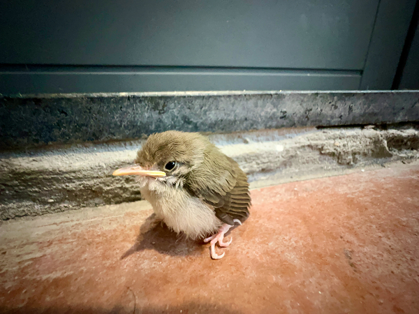 Birdie Print