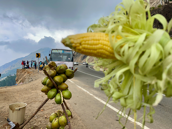 Corn  Coconuts Print