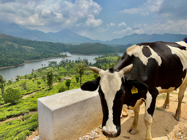 Cow with a View Print