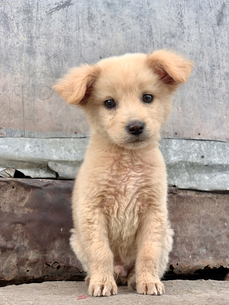 Cutest Puppy Ever Posing by Jimmy Roy Photos