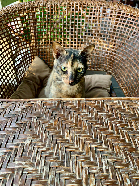 Dating a Cat by Jimmy Roy Photos