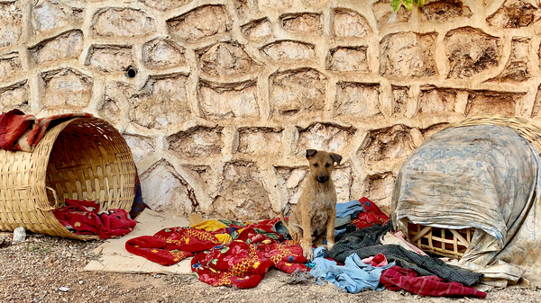 Dog Taking Over a Shop by Jimmy Roy Photos
