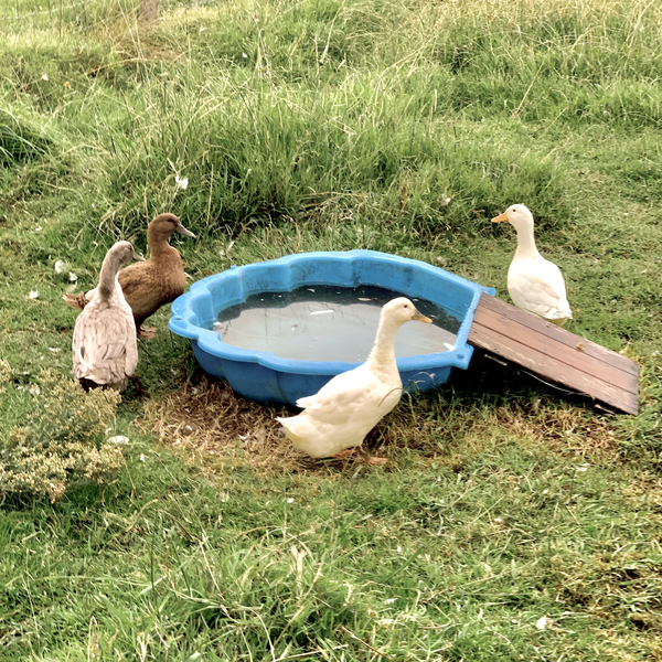 Ducks Plastic Pool Print