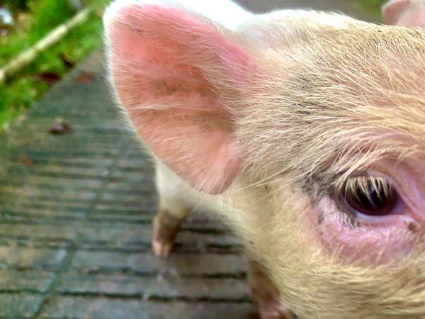Pig Eye Print