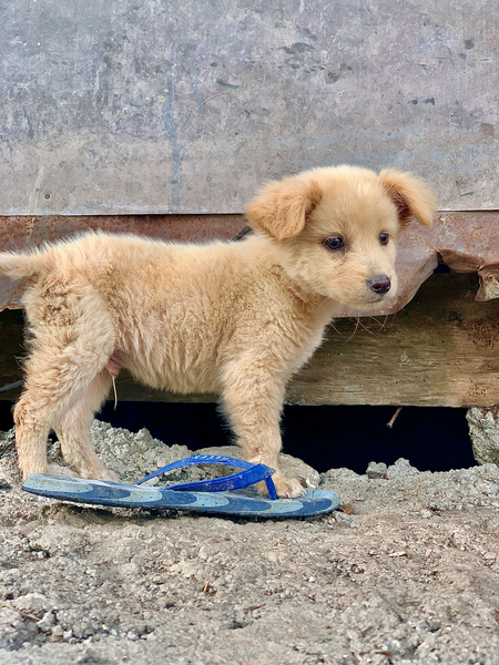 Flip Flop Puppy by Jimmy Roy Photos