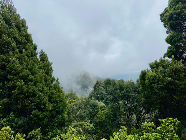 Foggy Forest Print