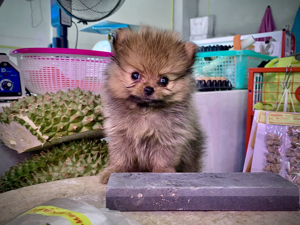 Furry Puppy by Jimmy Roy Photos
