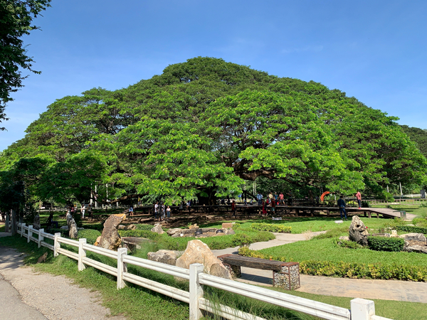 Giant Raintree 1 by Jimmy Roy Photos