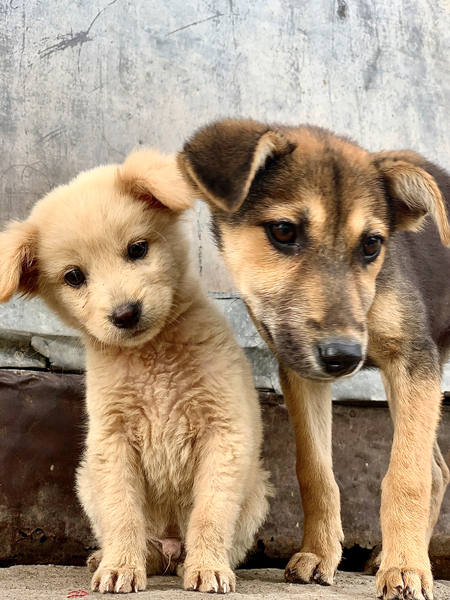 Give Me Some Room Puppy by Jimmy Roy Photos