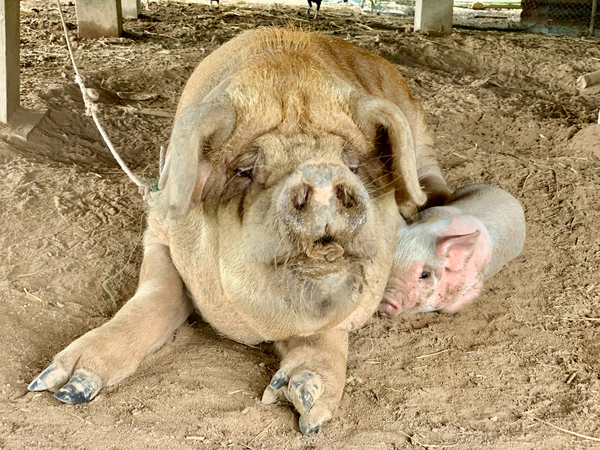 Hello Piggy by Jimmy Roy Photos