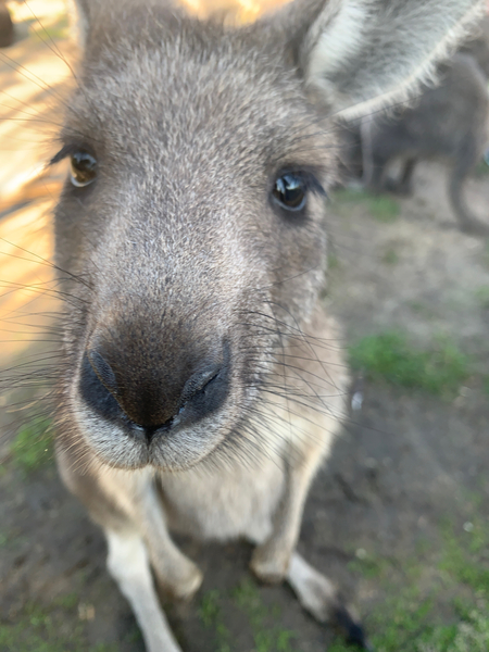 Kangaroo Close Up by Jimmy Roy Photos