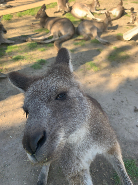 Kangaroo Selfie Print