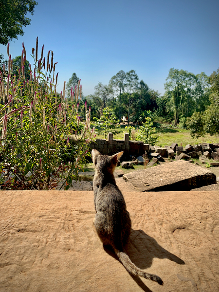 Kitty Overlooking the Garden Print