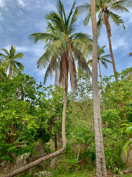 L Palm Tree Print