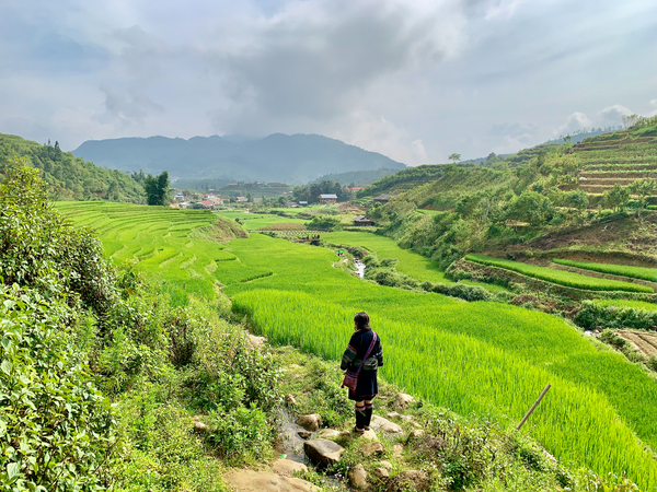 Looking Over the Rice Fields Print