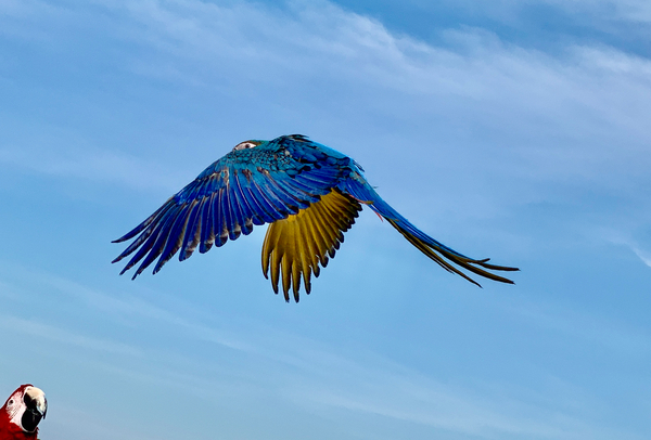 Macaws Print