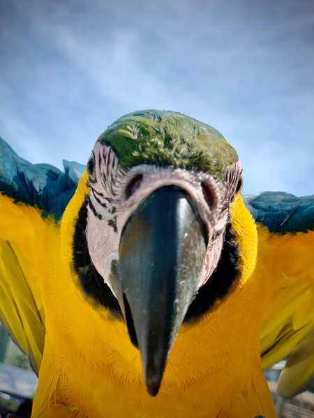 Macaws Close up Print